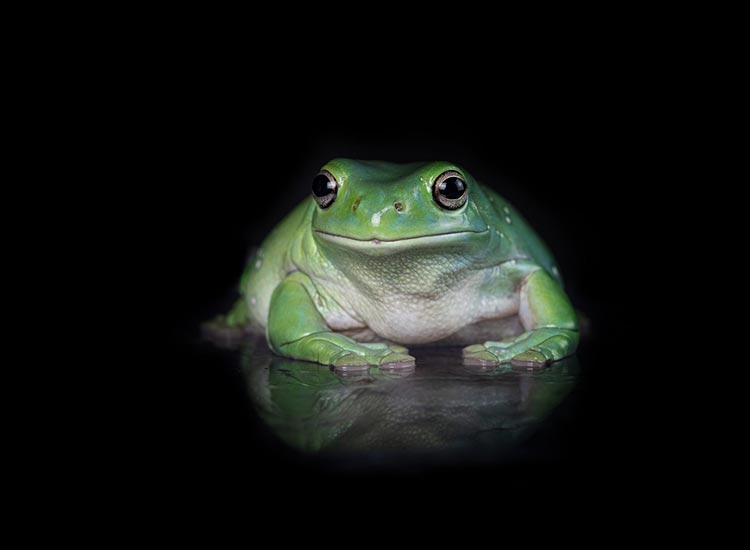 Frog-