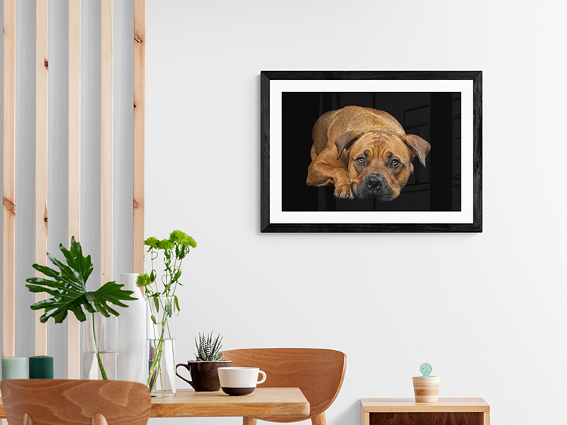 framed pet portrait