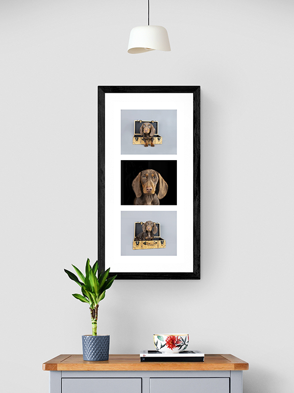 framed pet portrait