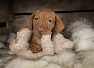 dachshund puppy photography by Abi B Photography